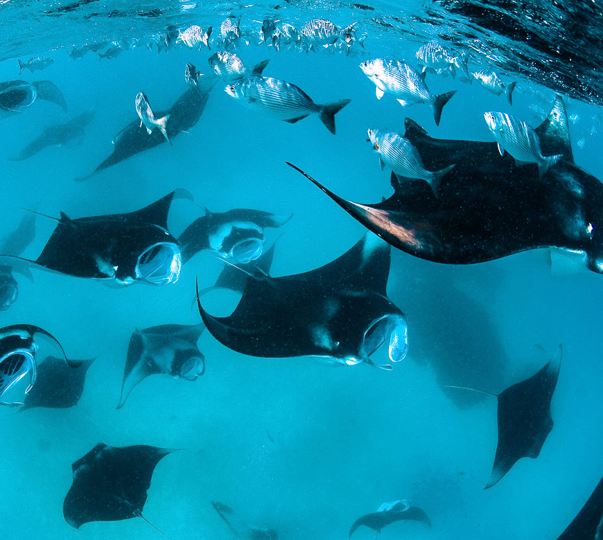 Stingray Station 