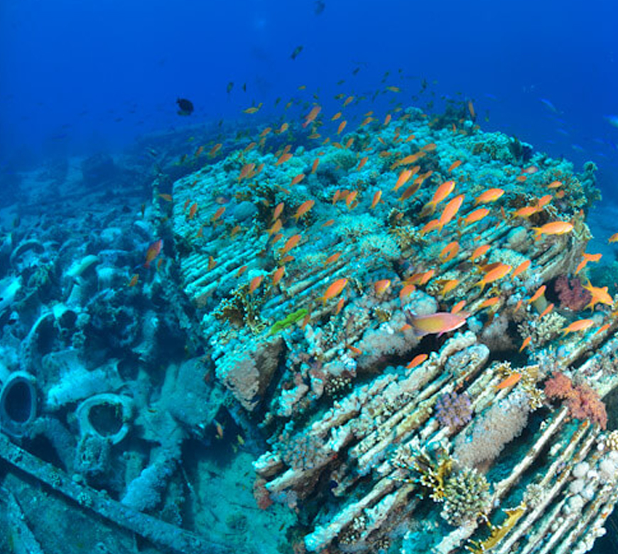 Shark & Yolanda reef 