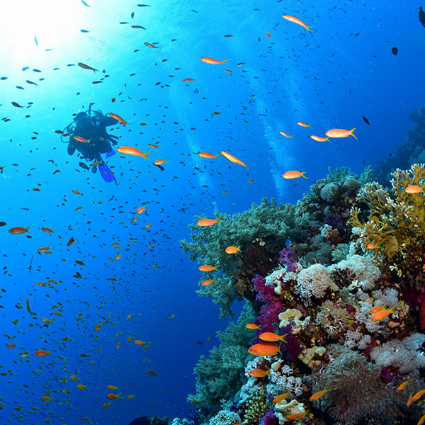 4 Days Diving In Sharm El Sheikh