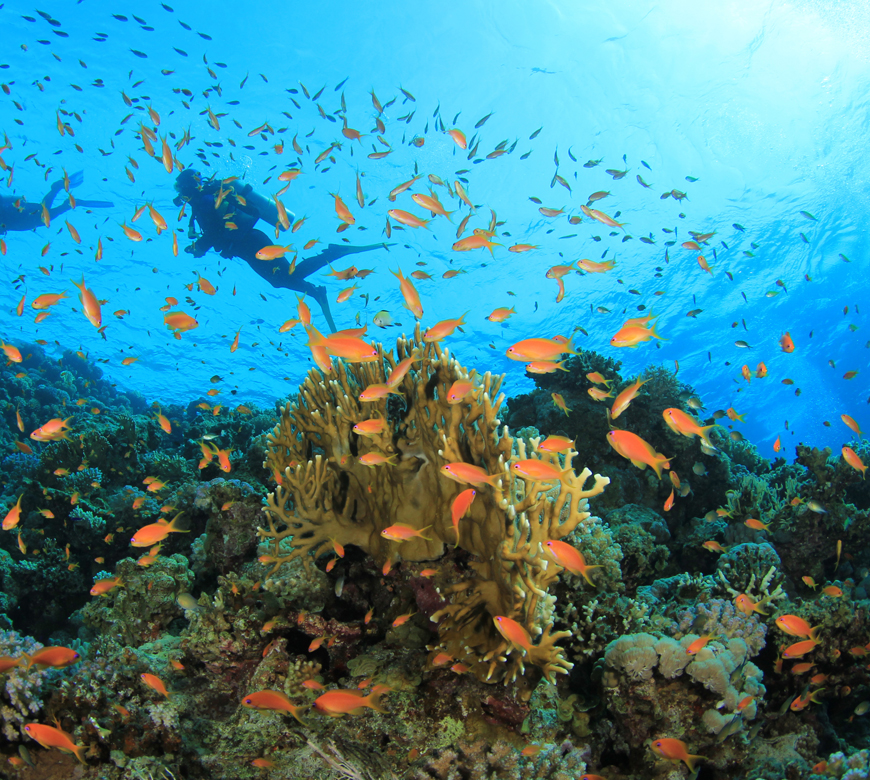 Eel Garden